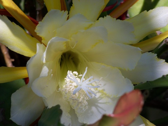 100_6468 - Flori 2011