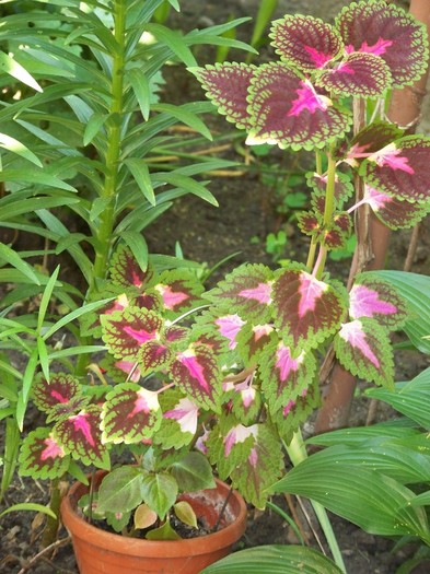 100_6481 - Flori 2011