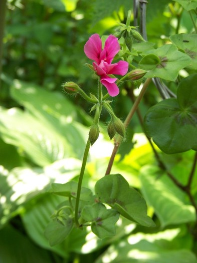 100_6507 - Flori 2011