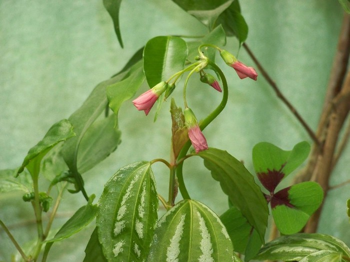 100_6513 - Flori 2011