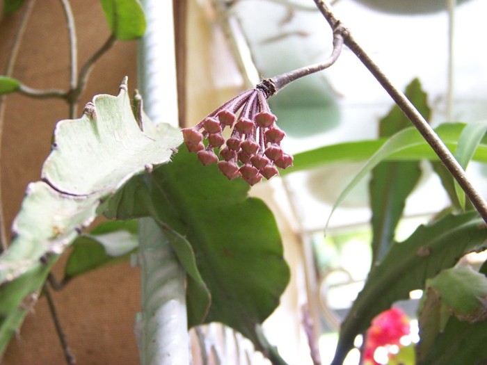 100_6515 - Flori 2011