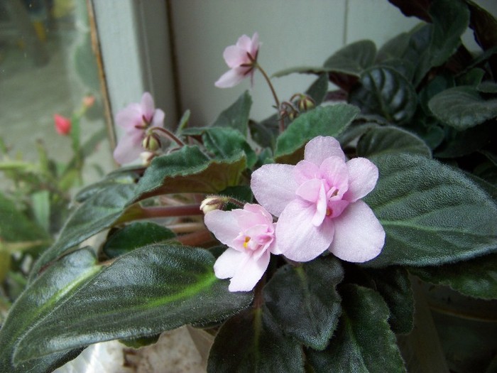 100_6518 - Flori 2011