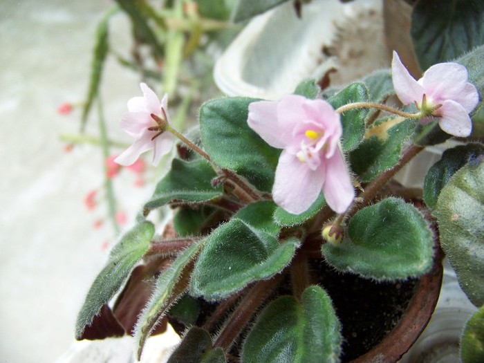 100_6519 - Flori 2011