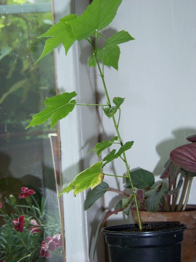 100_6522 - Flori 2011