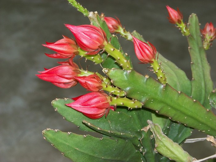 100_6523 - Flori 2011