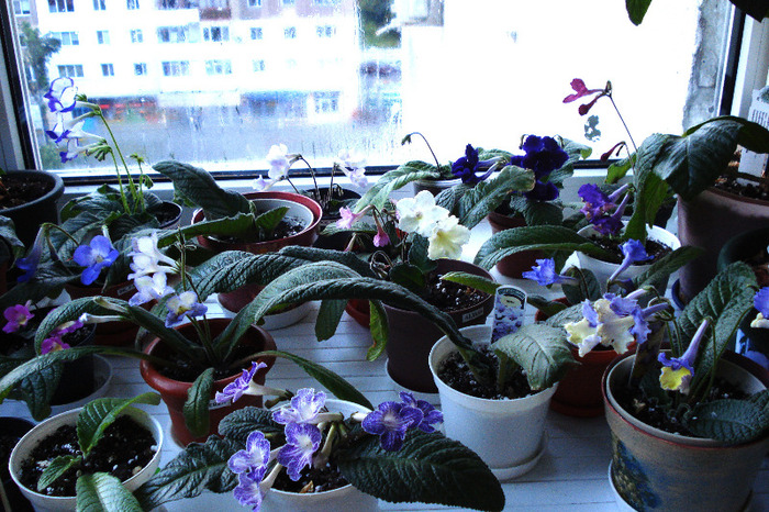 Streptocarpusi (31-05-2011)