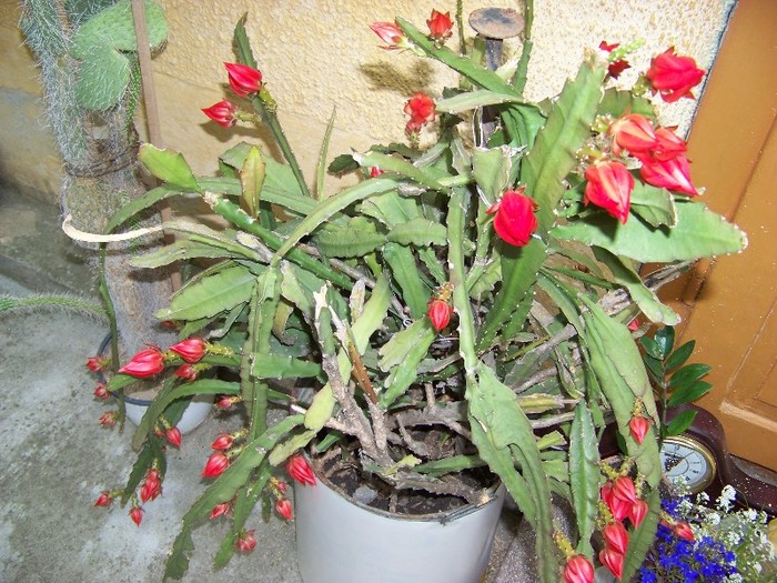 100_6524 - Flori 2011