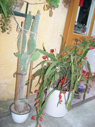 100_6525 - Flori 2011