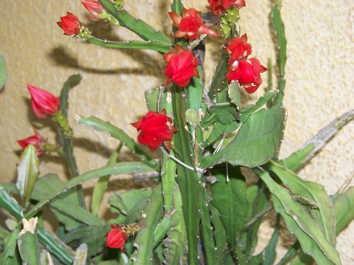 100_6527 - Flori 2011