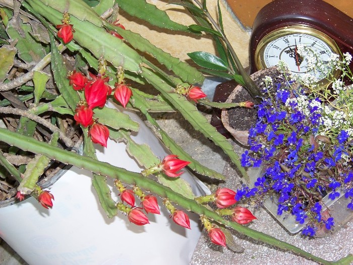 100_6528 - Flori 2011