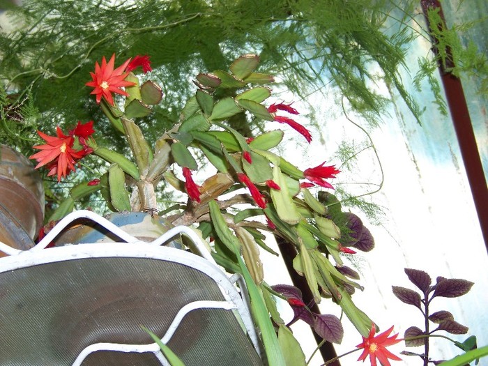 100_6570 - Flori 2011