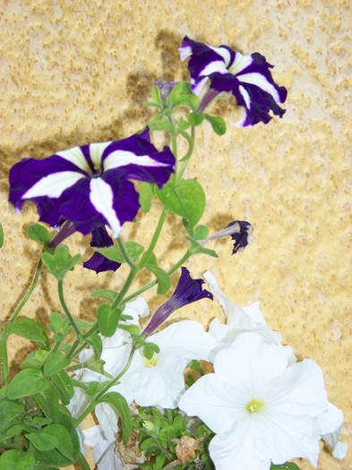 100_6622 - Flori 2011