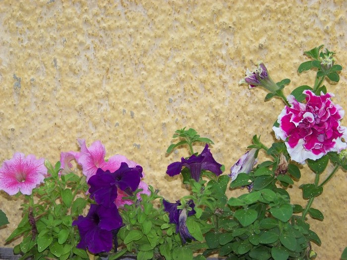 100_6623 - Flori 2011