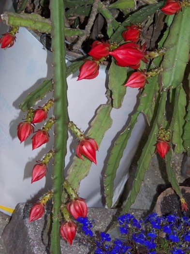 100_6666 - Flori 2011