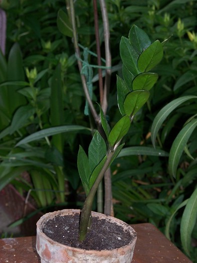 100_6669 - Flori 2011