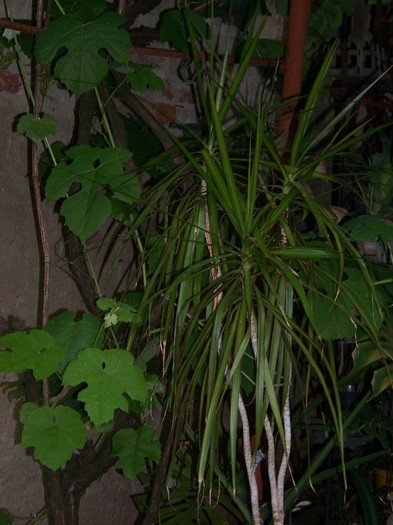 100_6674 - Flori 2011