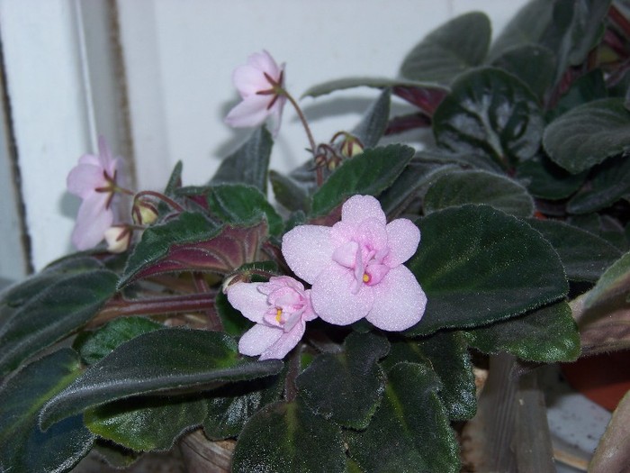 100_6676 - Flori 2011