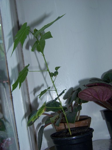 100_6677 - Flori 2011