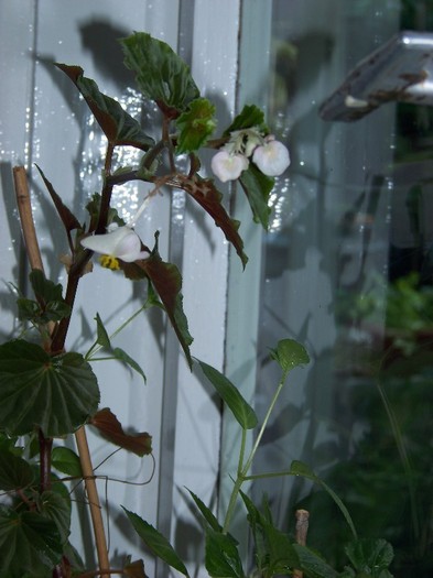 100_6679 - Flori 2011