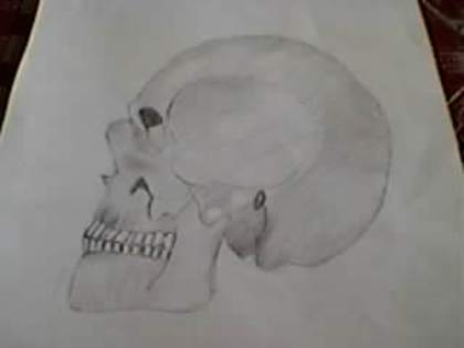 SP_A0243 - crani in creion