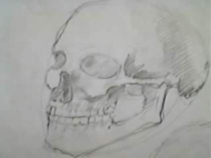 SP_A0363 - crani in creion