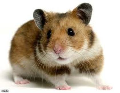 Hamster - pet shop-adoptii animale