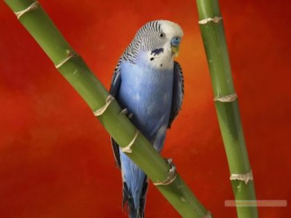 papagal ioana100 - pet shop-adoptii animale