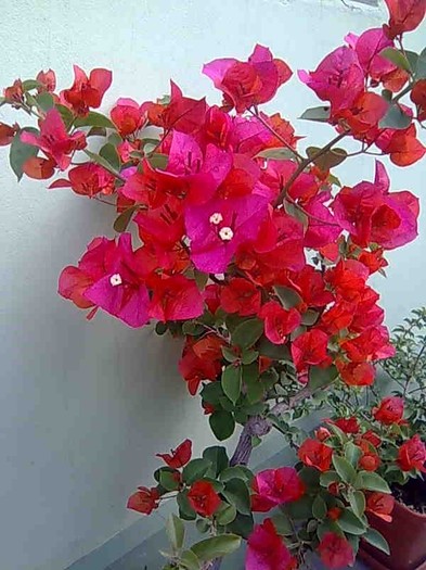 Imagine075 - bougainvillea