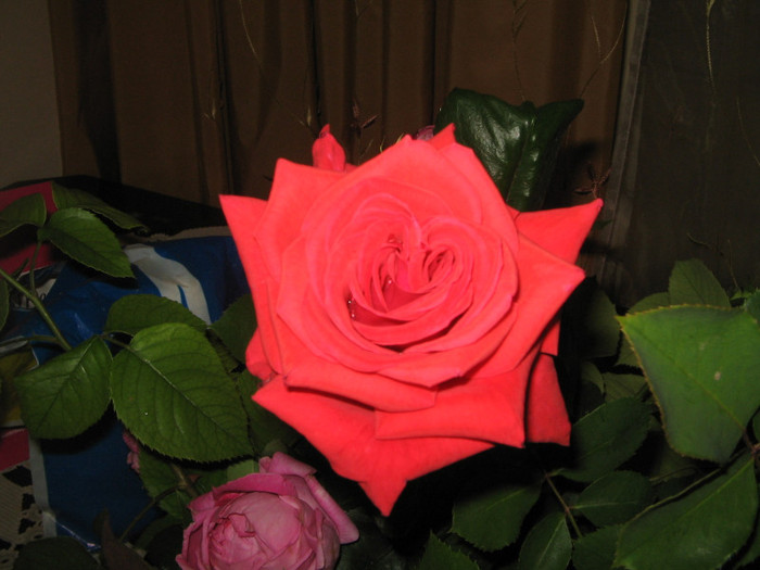 IMG_4202 - Flori in vaza