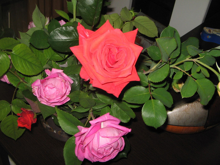 IMG_4209 - Flori in vaza