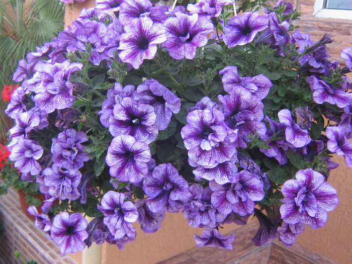 mai 198 - Flori 2011