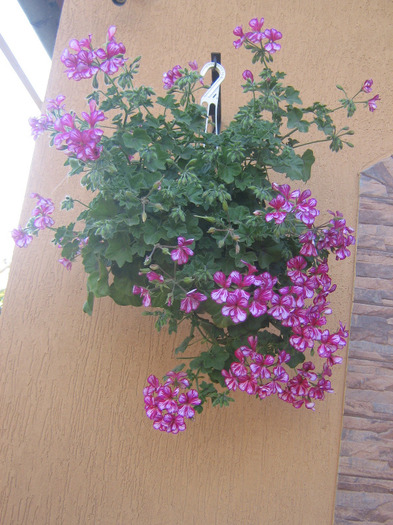 mai 245 - Flori 2011