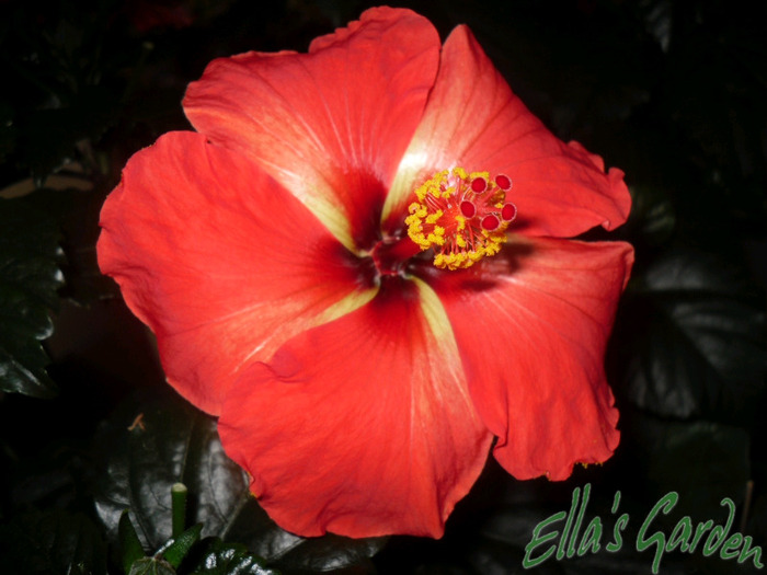 Starry Wind - 2011 Hibiscus