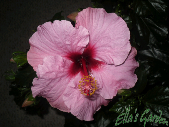 Candy Wind - 2011 Hibiscus