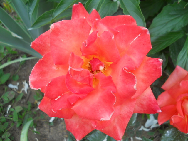 032 - trandafiri 2011
