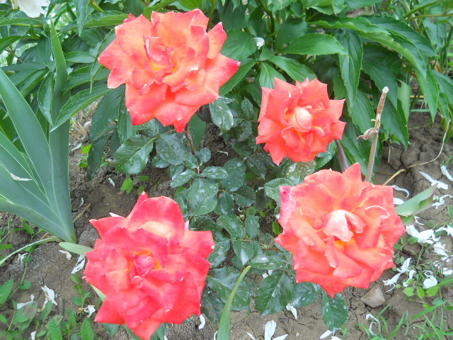 034 - trandafiri 2011