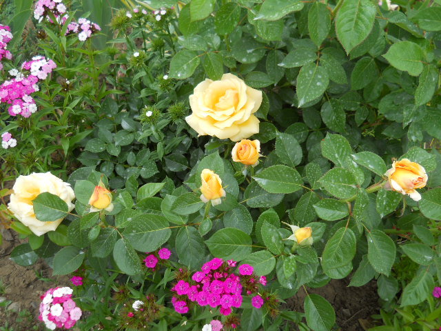 037 - trandafiri 2011