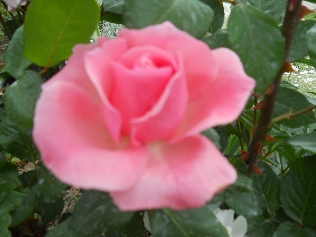 043 - trandafiri 2011