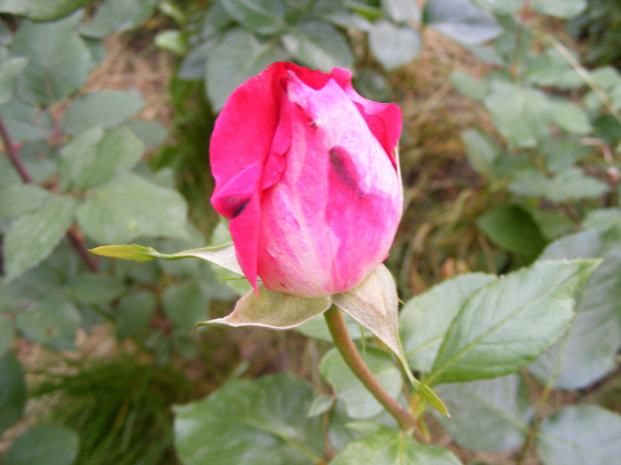 Gaumo-(Rose Gaujard); Thea hybrid,floare foarte mare,41-80 petale,parfum usor(2din 5puncte)inaltime1,05-1,3m frunze lucioa

