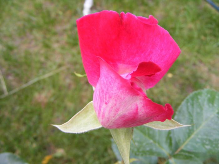 Gaumo-(Rose Gaujard); Thea hybrid,floare foarte mare,41-80 petale,parfum usor(2din 5puncte)inaltime1,05-1,3m frunze lucioa
