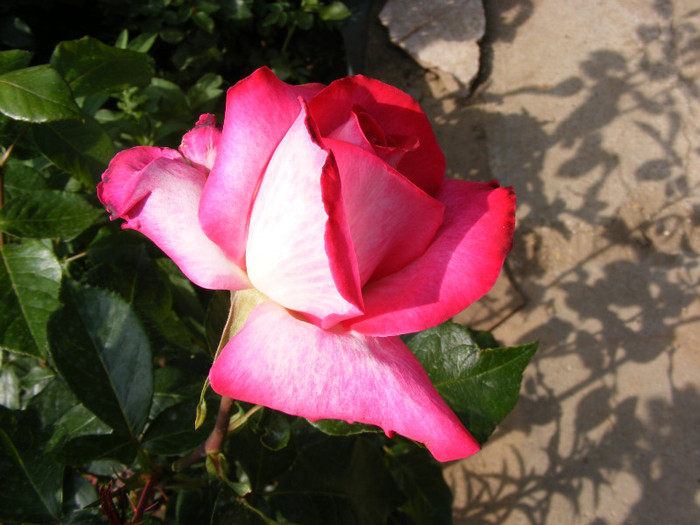 Gaumo-(Rose Gaujard); Thea hybrid,floare foarte mare,41-80 petale,parfum usor(2din 5puncte)inaltime1,05-1,3m frunze lucioa
