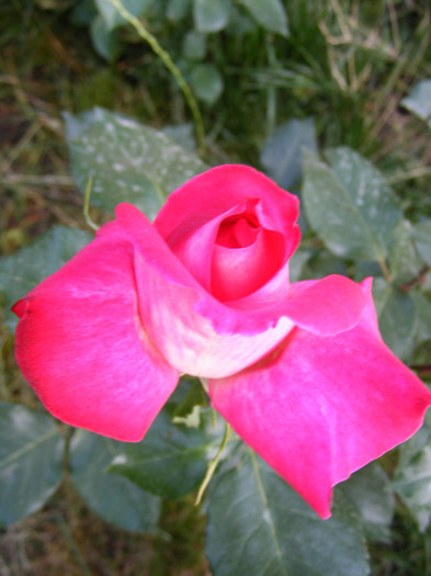 Gaumo-(Rose Gaujard); Thea hybrid,floare foarte mare,41-80 petale,parfum usor(2din 5puncte)inaltime1,05-1,3m frunze lucioa
