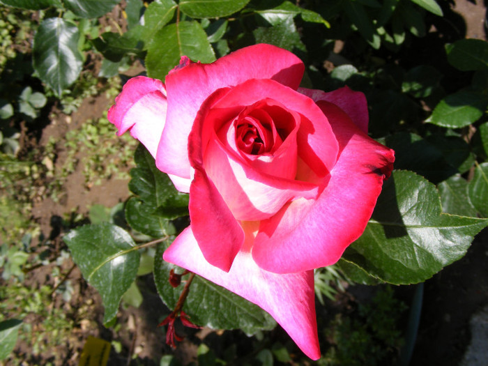 Gaumo-(Rose Gaujard); Thea hybrid,floare foarte mare,41-80 petale,parfum usor(2din 5puncte)inaltime1,05-1,3m frunze lucioa
