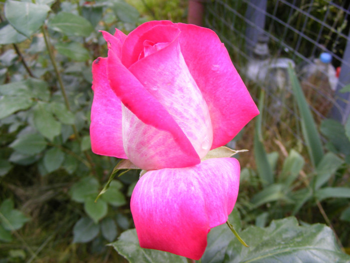 Gaumo-(Rose Gaujard); Thea hybrid,floare foarte mare,41-80 petale,parfum usor(2din 5puncte)inaltime1,05-1,3m frunze lucioa

