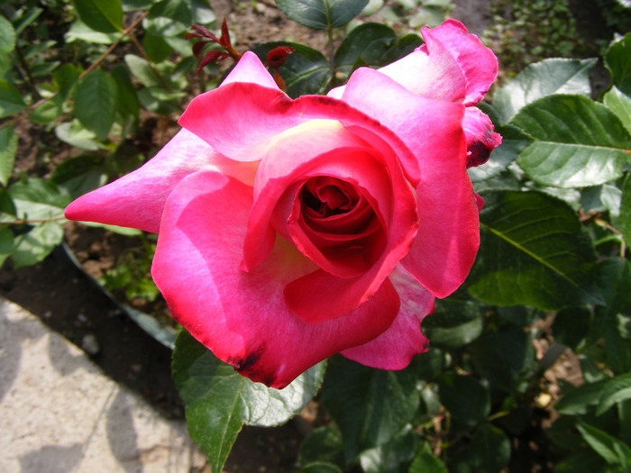 Gaumo-(Rose Gaujard); Thea hybrid,floare foarte mare,41-80 petale,parfum usor(2din 5puncte)inaltime1,05-1,3m frunze lucioa

