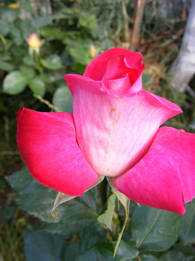 Gaumo-(Rose Gaujard); Thea hybrid,floare foarte mare,41-80 petale,parfum usor(2din 5puncte)inaltime1,05-1,3m frunze lucioa
