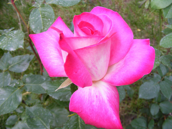 Gaumo-(Rose Gaujard); Thea hybrid,floare foarte mare,41-80 petale,parfum usor(2din 5puncte)inaltime1,05-1,3m frunze lucioa
