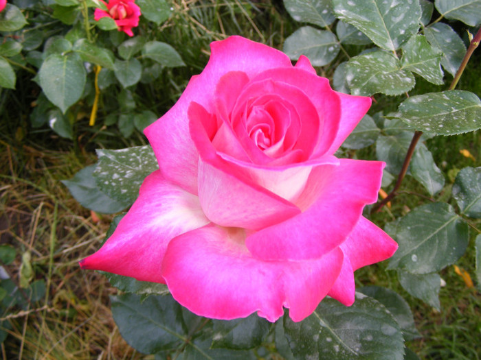 Gaumo-(Rose Gaujard); Thea hybrid,floare foarte mare,41-80 petale,parfum usor(2din 5puncte)inaltime1,05-1,3m frunze lucioa
