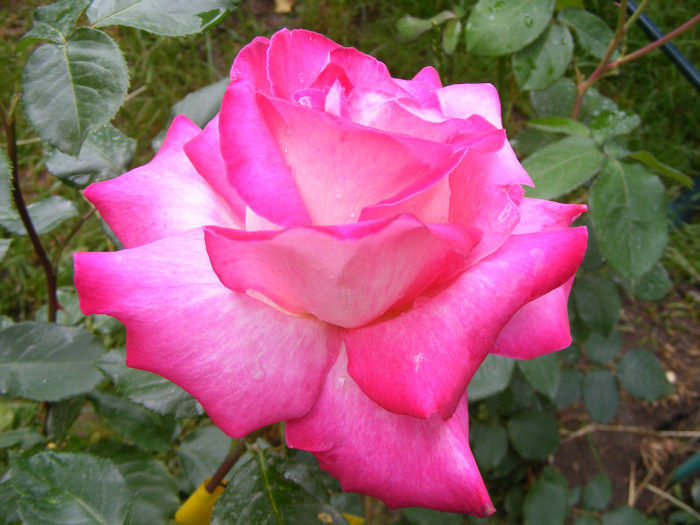 Gaumo-(Rose Gaujard); Thea hybrid,floare foarte mare,41-80 petale,parfum usor(2din 5puncte)inaltime1,05-1,3m frunze lucioa
