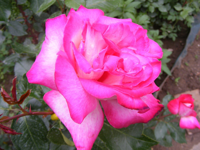 Gaumo-(Rose Gaujard); Thea hybrid,floare foarte mare,41-80 petale,parfum usor(2din 5puncte)inaltime1,05-1,3m frunze lucioa
